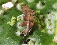 Eucyclodes metaspila