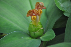 Costus malortieanus