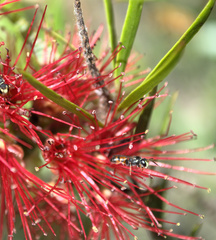 Hylaeus littleri