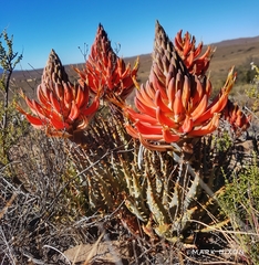 Aloe longistyla