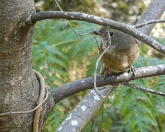 Pachycephala olivacea