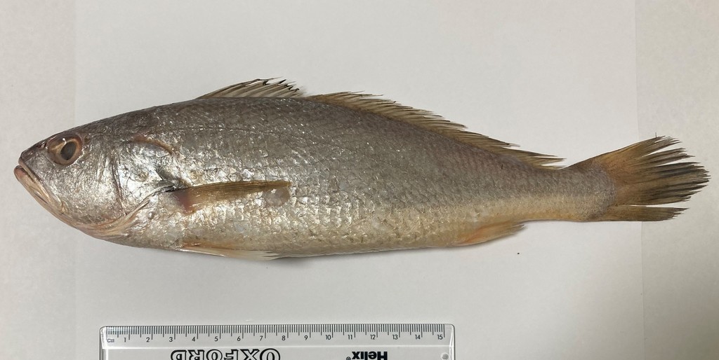 Orange Croaker