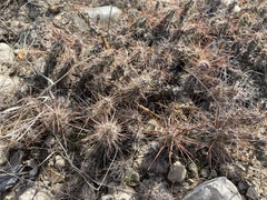 Grusonia