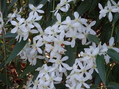Clematis armandii