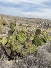 Opuntia strigil