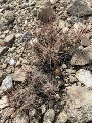 Grusonia