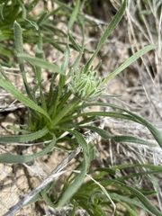 Encelia scaposa