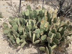 Opuntia strigil