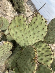 Opuntia strigil
