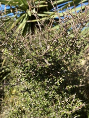 Coprosma propinqua