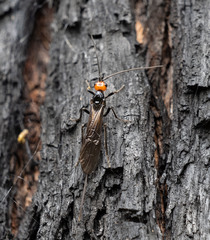 Callibracon capitator