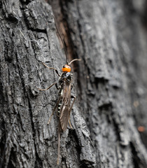 Callibracon capitator