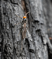 Callibracon capitator