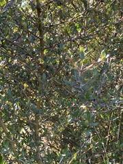 Coprosma ×cunninghamii