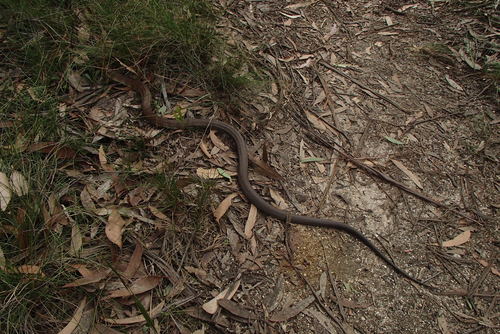 Tiger Snake sighting