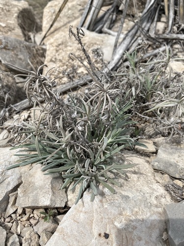 Image of Salvia whitehousei by (c) Matt Berger, some rights reserved (CC BY)