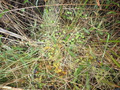 Gentianella grisebachii