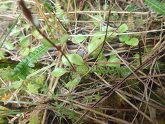 Gentianella grisebachii