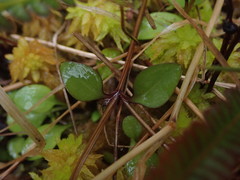 Gentianella grisebachii