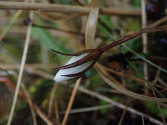 Gentianella grisebachii