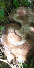 Gliophorus