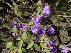 Rhododendron augustinii