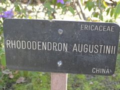 Rhododendron augustinii