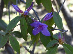 Rhododendron augustinii
