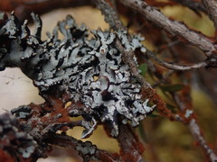 Hypogymnia lugubris