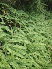 Nephrolepis flexuosa