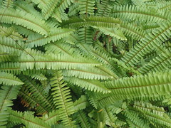 Nephrolepis flexuosa