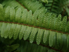 Nephrolepis flexuosa