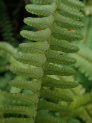 Nephrolepis flexuosa