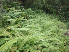 Nephrolepis flexuosa