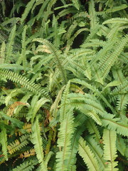 Nephrolepis flexuosa