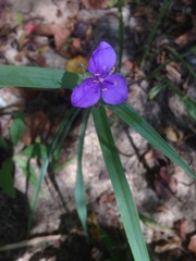Tradescantia ohiensis