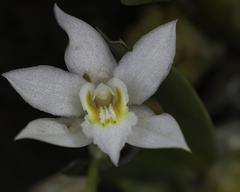 Coelogyne nervosa