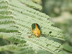 Calomela parilis