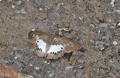 Seseria strigata