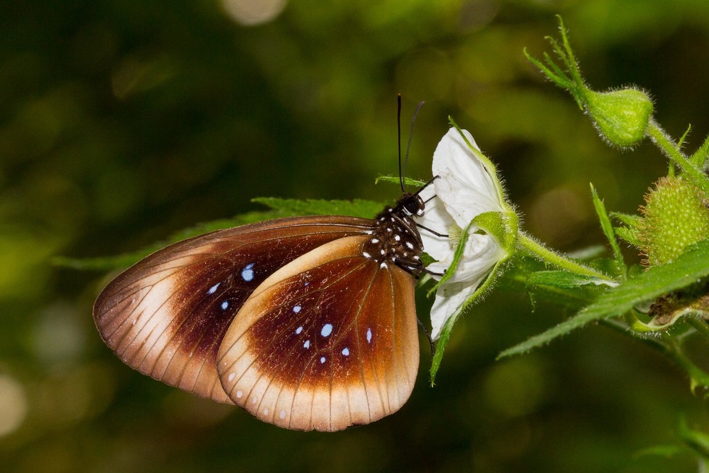 Pacific Crow Butterfly