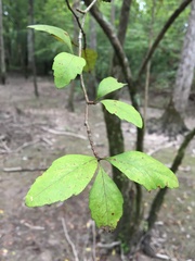 Crataegus opaca