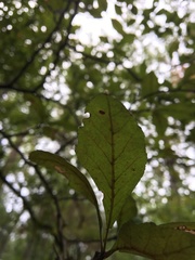 Crataegus opaca