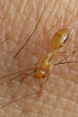 Camponotus chloroticus