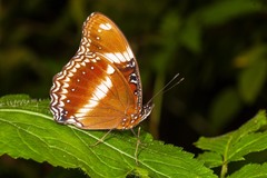 Hypolimnas bolina nerina