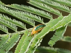 Calomela parilis