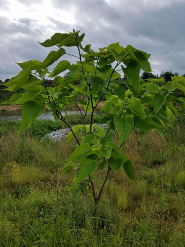 Catalpa bignonioides