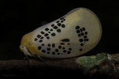 Poekilloptera phalaenoides