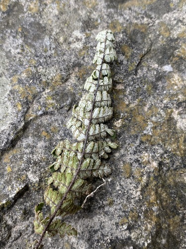Image of Notholaena nealleyi by (c) Matt Berger, some rights reserved (CC BY)