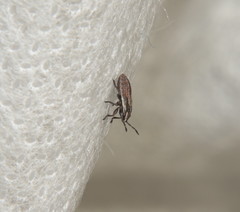Rhypodes