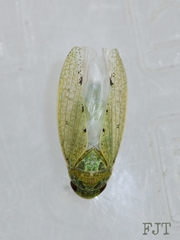 Hamana